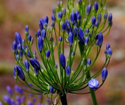 blue agopatheum 2.jpg