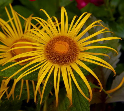 marigold1.jpg