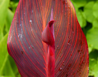 red lily about to flower .jpg