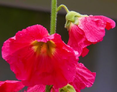 red flower 1.jpg
