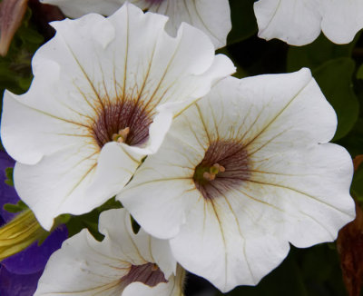 white flowers 1.jpg