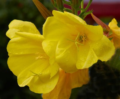 yellow flowers 1.jpg