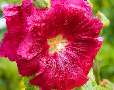 red hollyhock .jpg