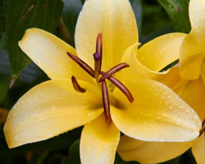 yellow flower 3.jpg