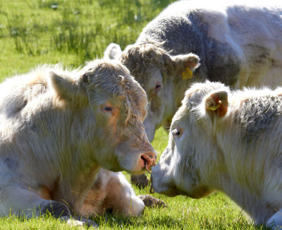 a lot of bull 1.jpg