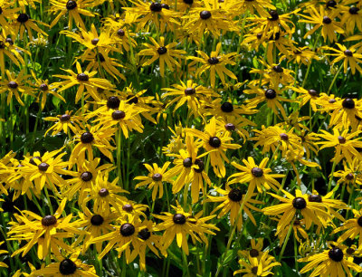 yellow flowers 1.jpg