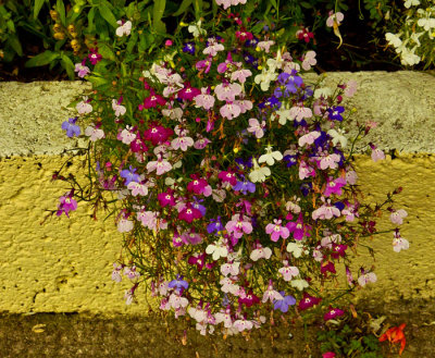 aubretia 1.jpg