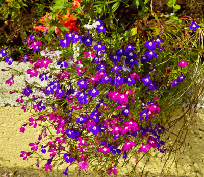 aubretia 2.jpg