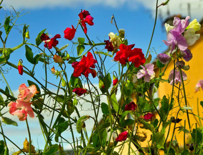 sweet peas .jpg