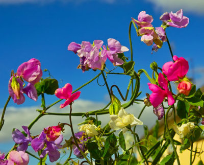 sweet peas 2.jpg