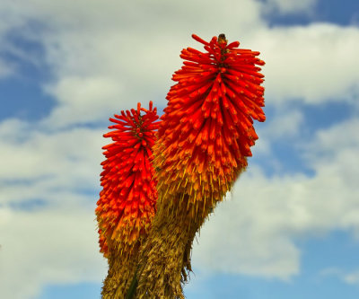 red hot poker 3.jpg