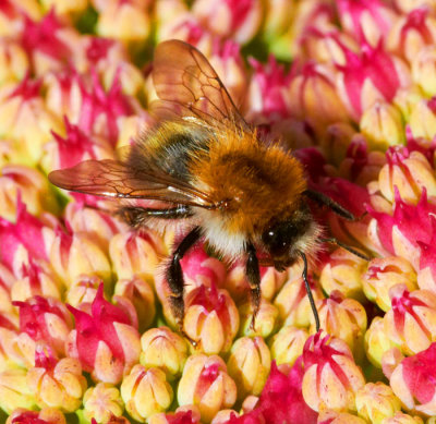 bee at work 2.jpg