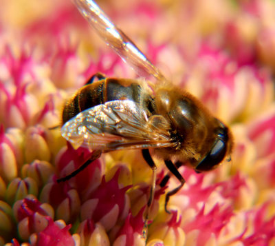 bee on flower 1.jpg