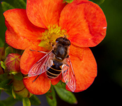bee 2 on flower .jpg