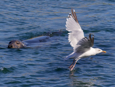 seal and seagull .jpg