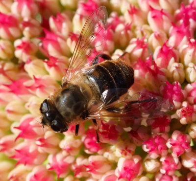 bee on flower 2.jpg