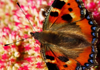 butterfly 1.jpg