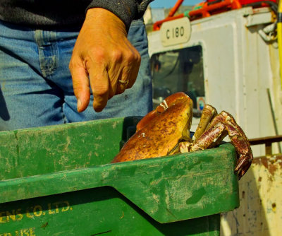 crab trying to escape .jpg