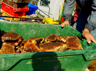 live crabs 1.jpg
