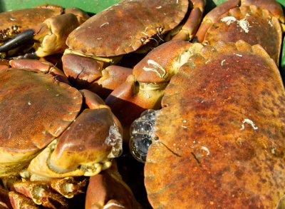 live crabs 2.jpg