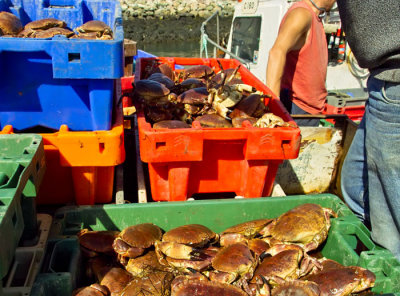 crabs for spain .jpg