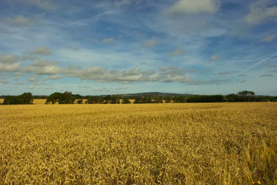 cornfields 1.jpg