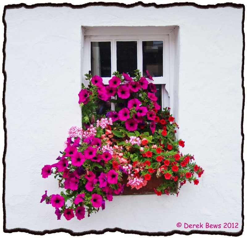 Colourful Window Box