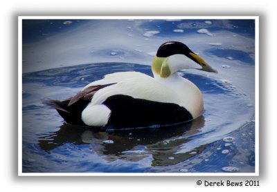 Eider Drake