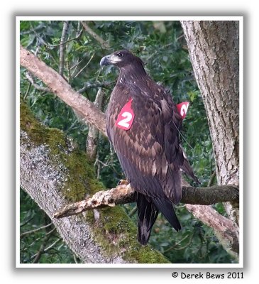 White Tailed Sea Eagle (Red 2)