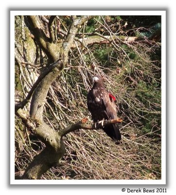 White Tailed Sea Eagle ('Red P')