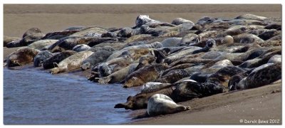 Tentsmuir Seals