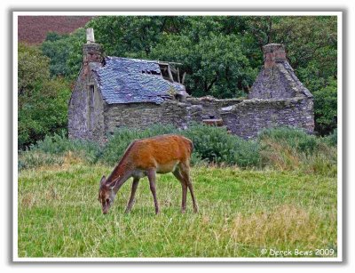 Deer at the Barking House