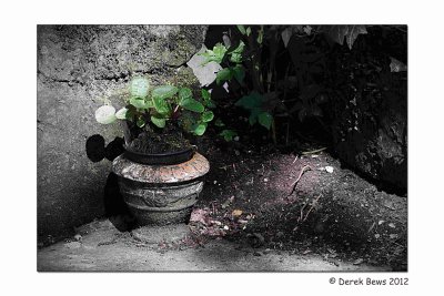 Discarded Plant Pot