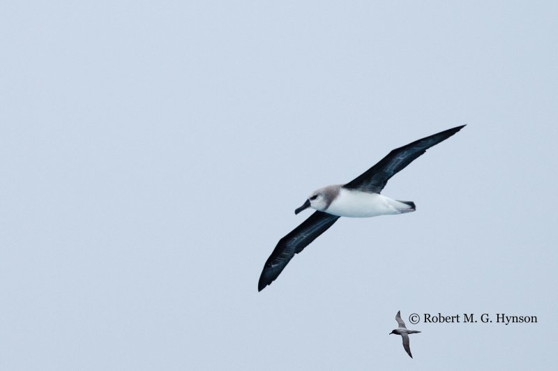 Grey-headed Albatross