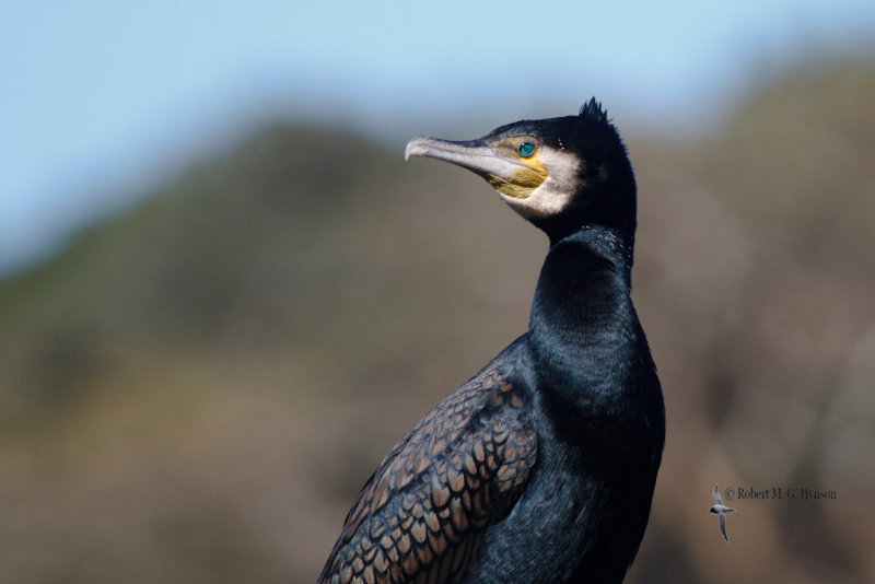 Great Cormorant