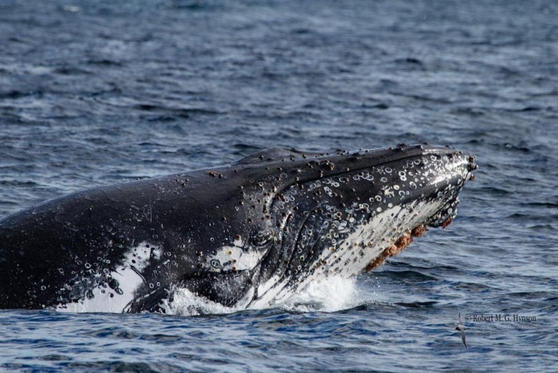 Humpback Whale