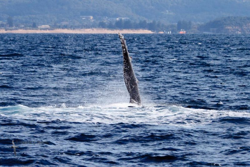 Humpback Whale