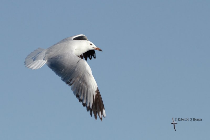 Silver Gull