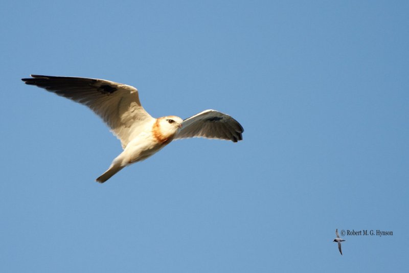 Black-shouldered Kite