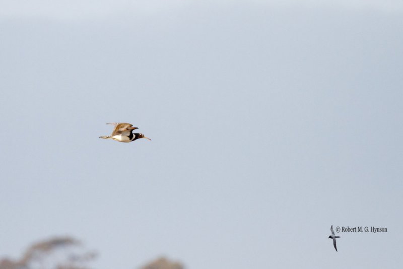 Australian Painted Snipe