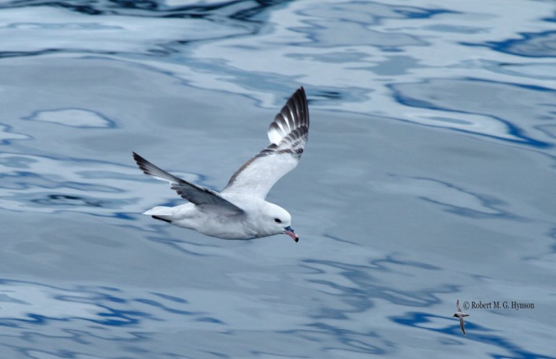 Southern Fulmar