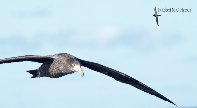 Northern Giant Petrel