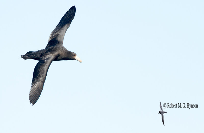 Northern Giant-petrel