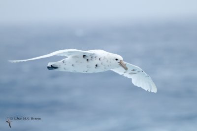 southern_giant-petrel