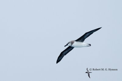 grey-headed_albatross