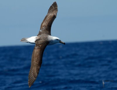 Black-browed Albatross