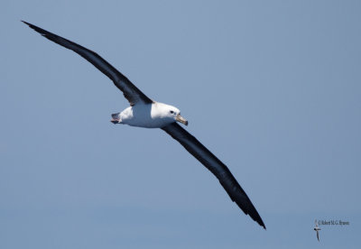 Black-browed Albatross