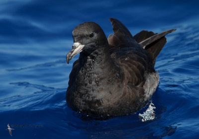Flesh-footed Shearwater
