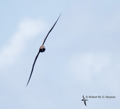 Tahiti Petrel