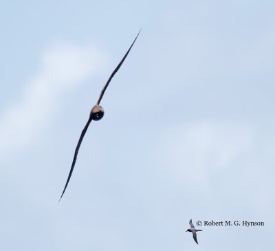 Tahiti Petrel